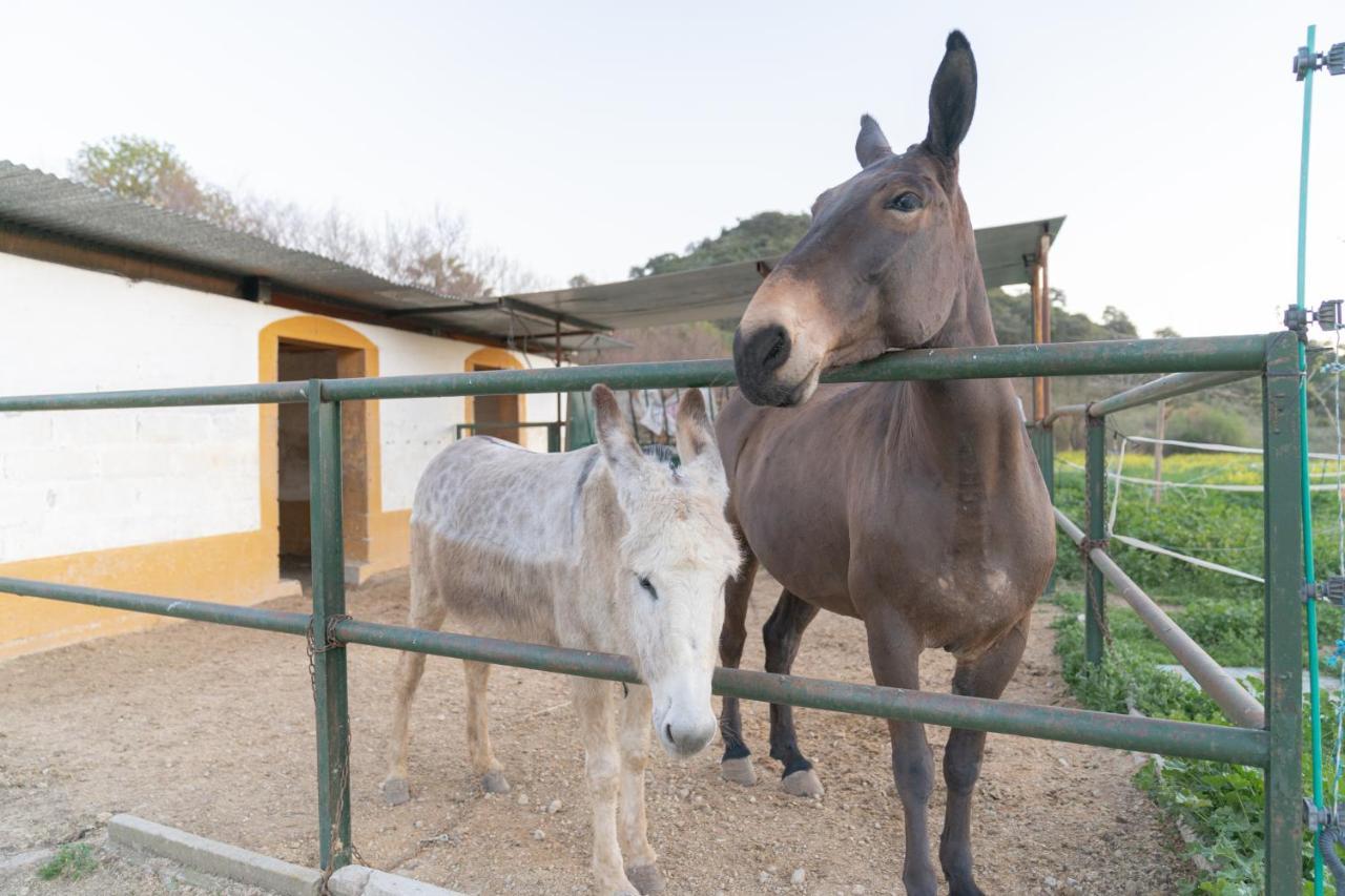 Alojamiento Rural Junto A Via Verde Olvera Eksteriør billede